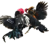 COCK F. Icon